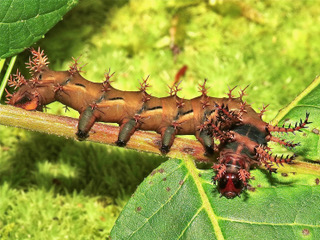 Hickory Horned Devil